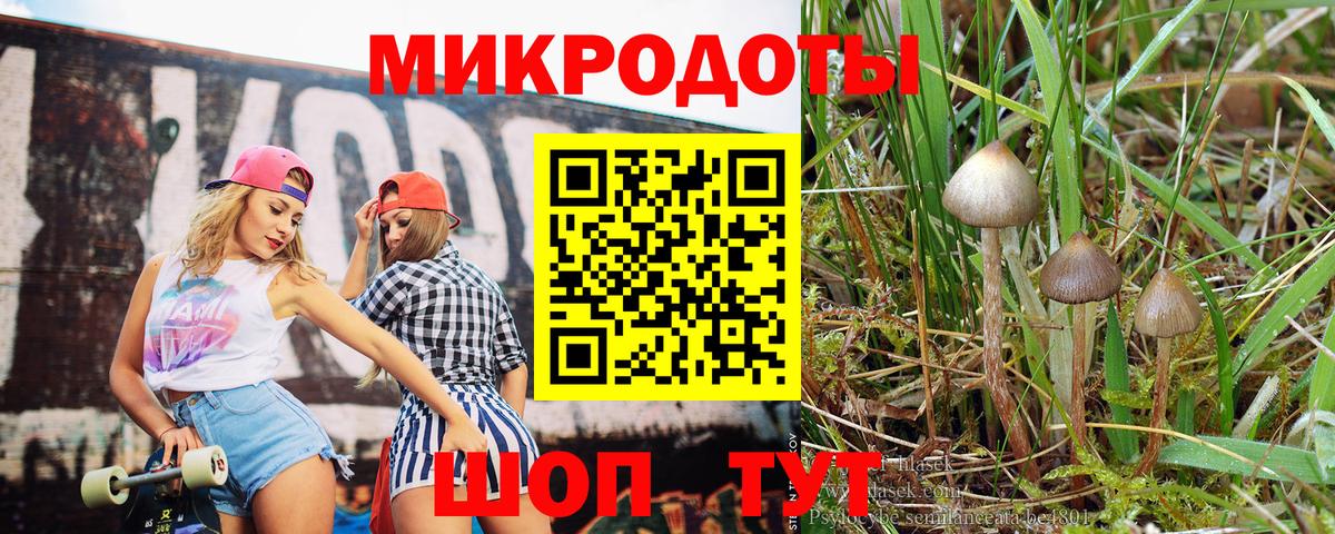 Псилоцибиновые грибы Psilocybe Белореченск